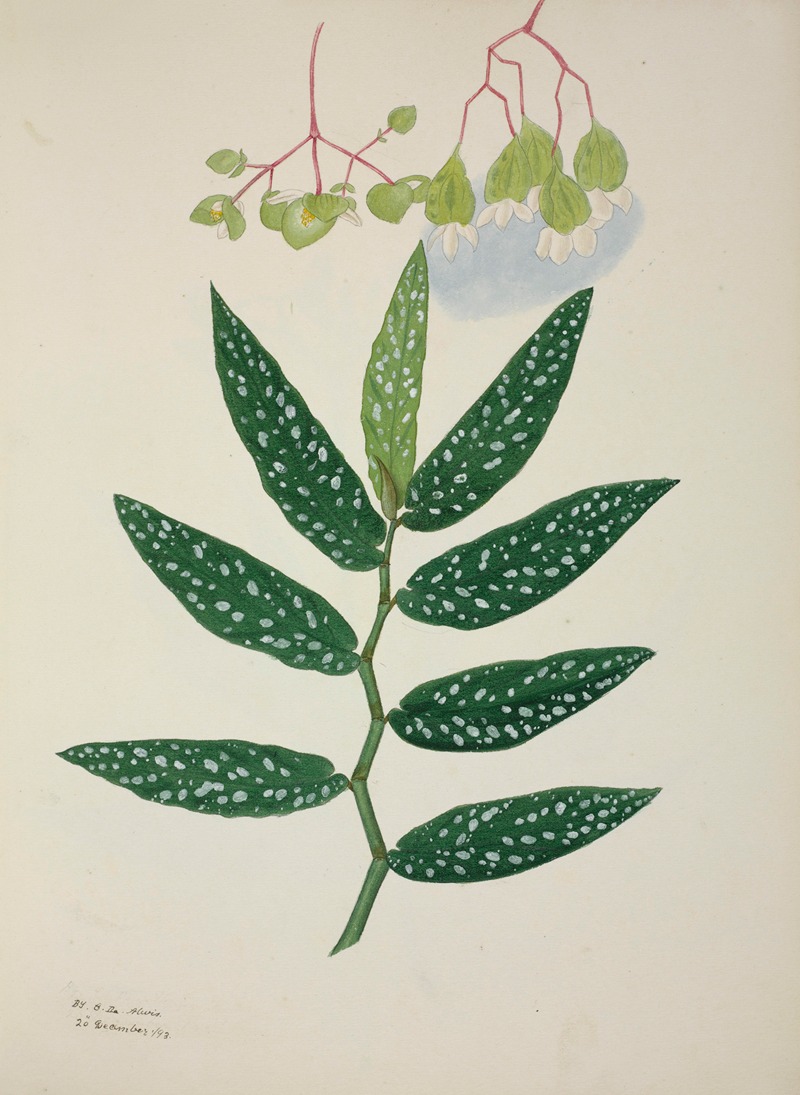 Mon Jardin a Ceylan Pl.258 by George De Alwis, 1896 — digital art print download