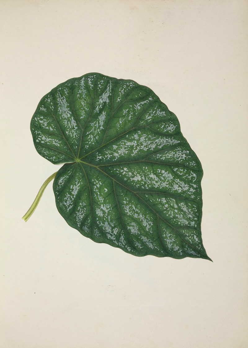 Mon Jardin a Ceylan Pl.261 by George De Alwis, 1896 — digital art print download