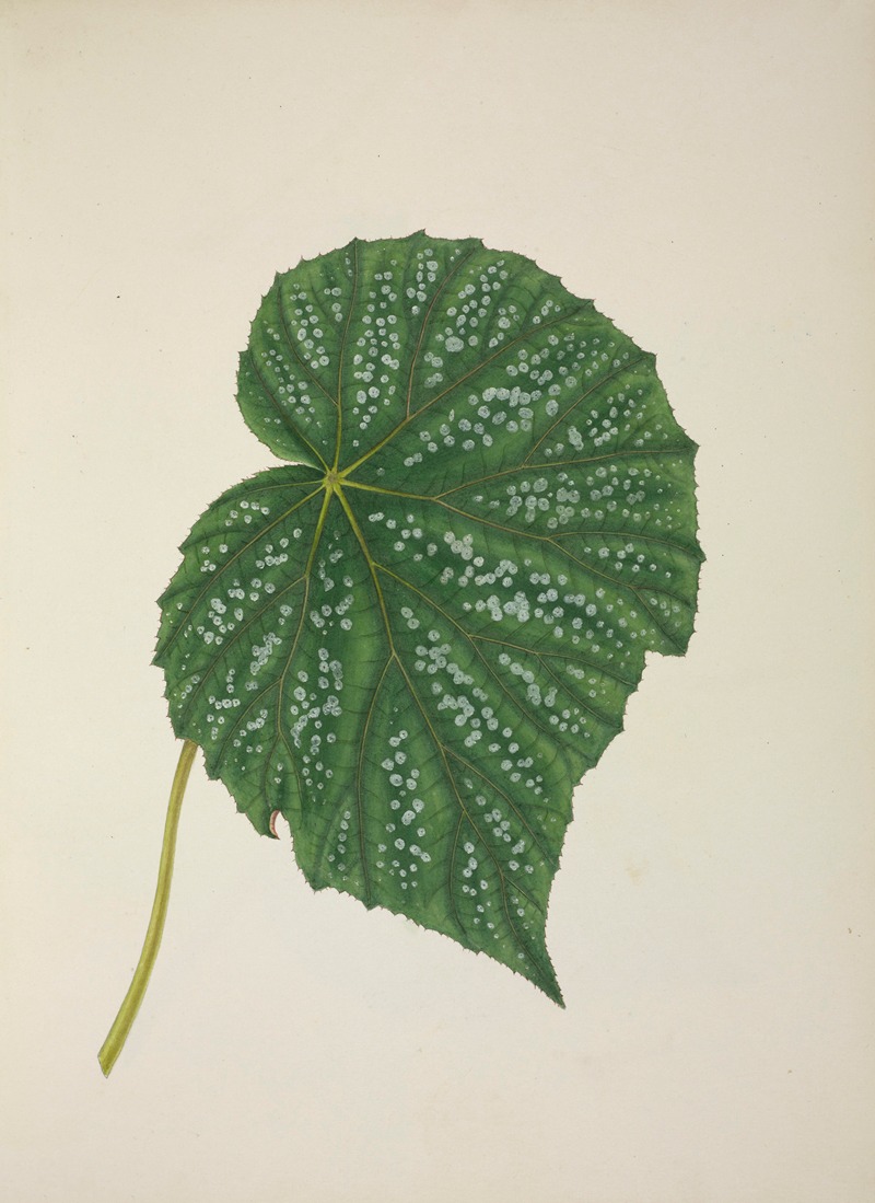 Mon Jardin a Ceylan Pl.262 by George De Alwis, 1896 — digital art print download
