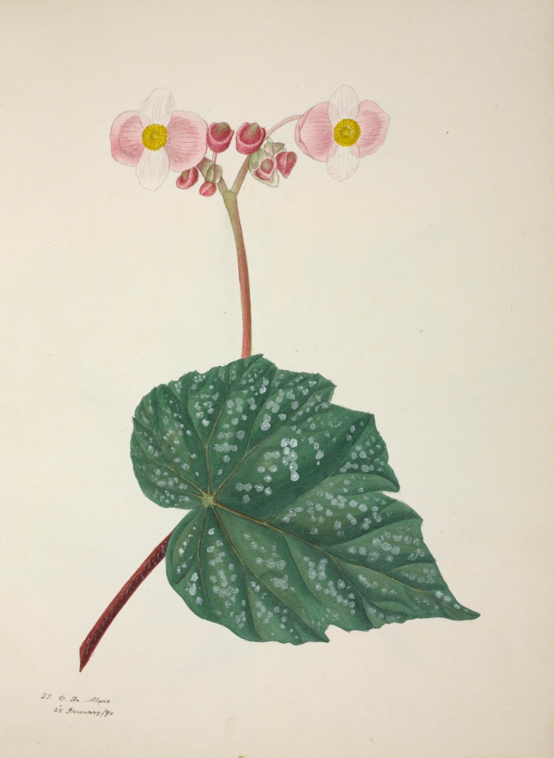 Mon Jardin a Ceylan Pl.263 by George De Alwis, 1896 — digital art print download