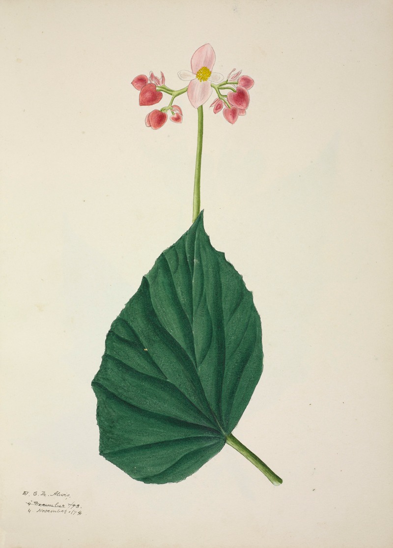 Mon Jardin a Ceylan Pl.266 by George De Alwis, 1896 — digital art print download