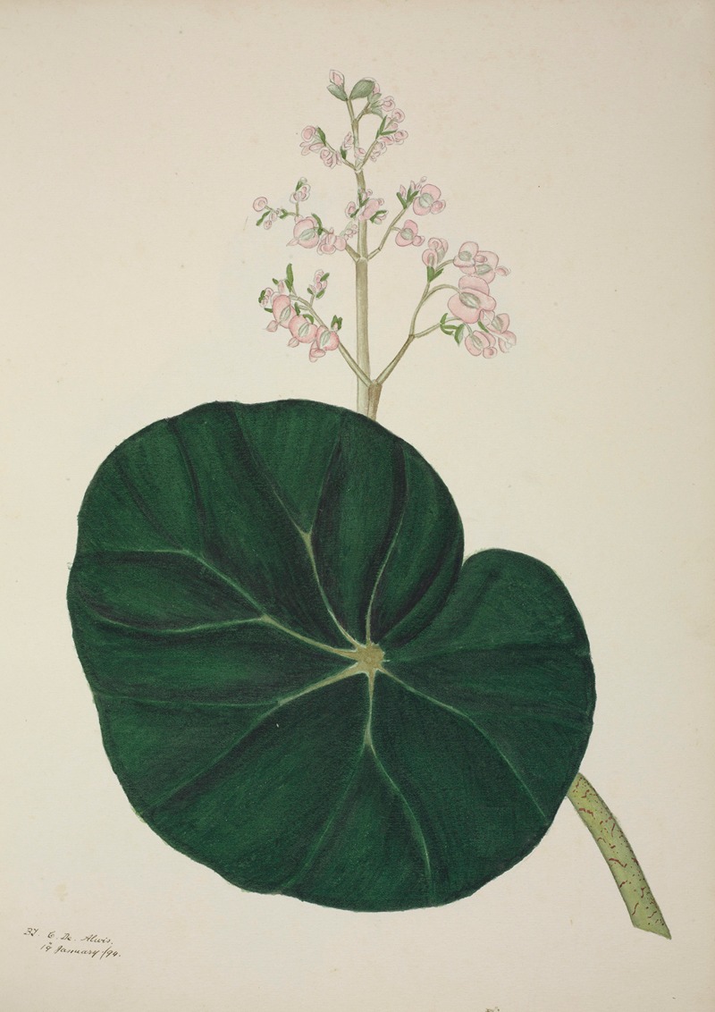 Mon Jardin a Ceylan Pl.269 by George De Alwis, 1896 — digital art print download