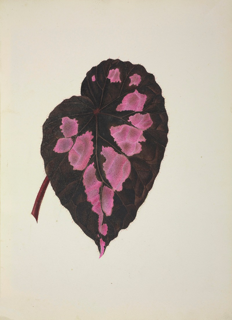 Mon Jardin a Ceylan Pl.271 by George De Alwis, 1896 — digital art print download