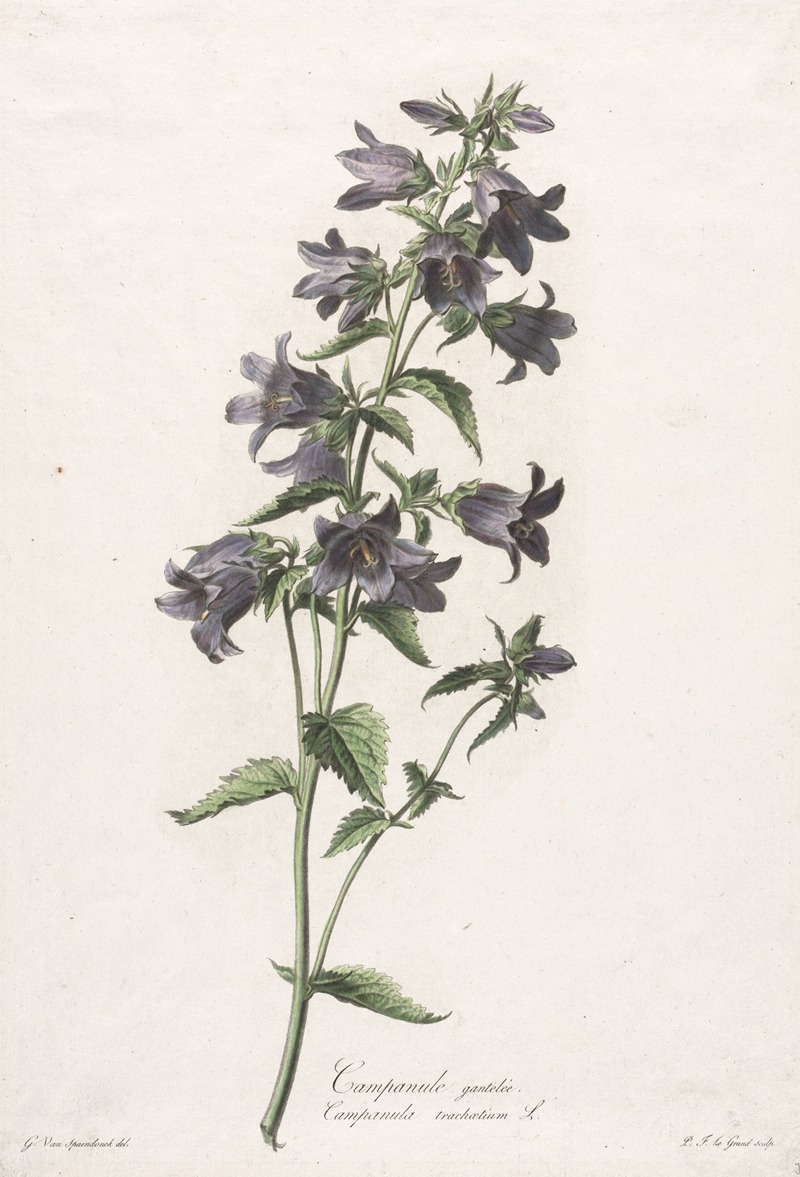 Campanule gantelée by Gerard van Spaendonck, c. 1800 — digital art print download