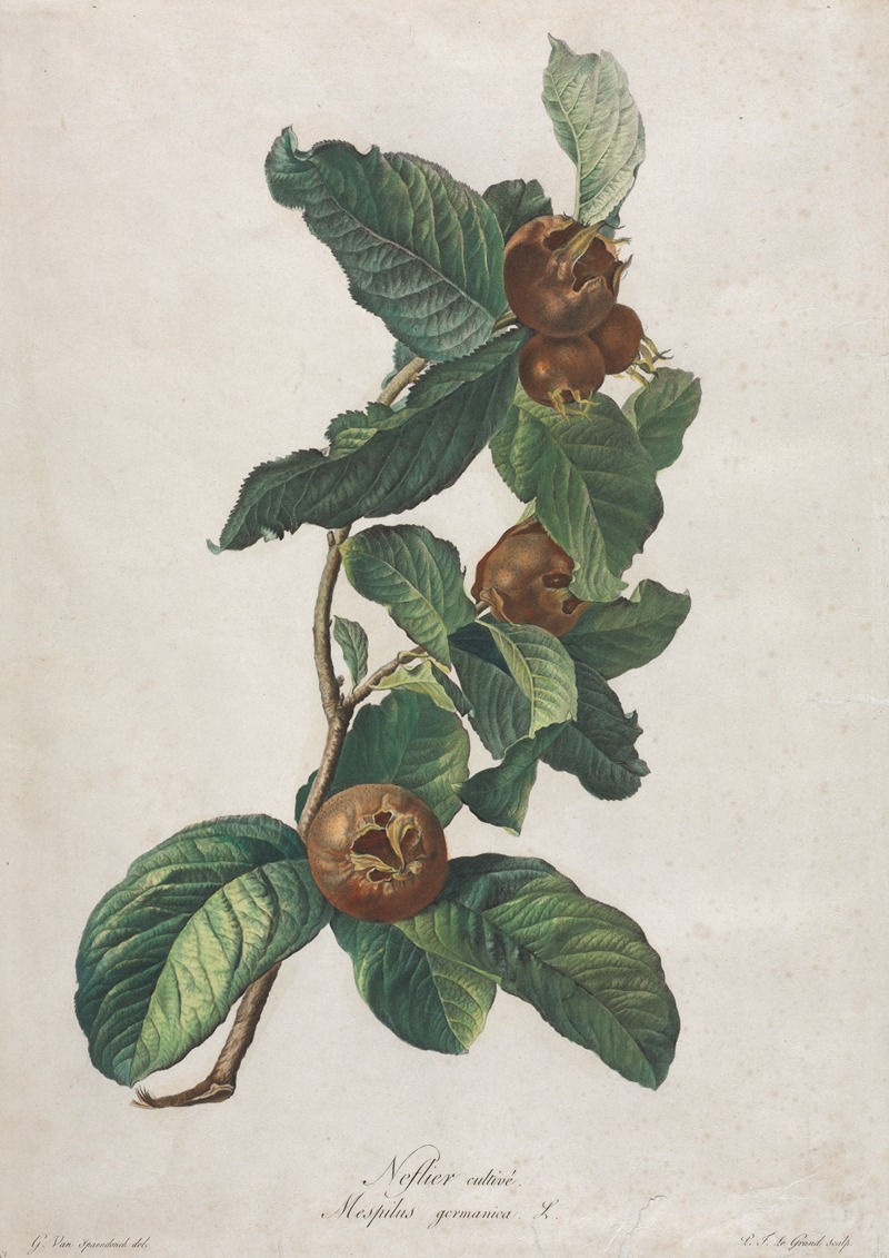 Cultivated Medlar (Mespilus germanica) — Gerard van Spaendonck