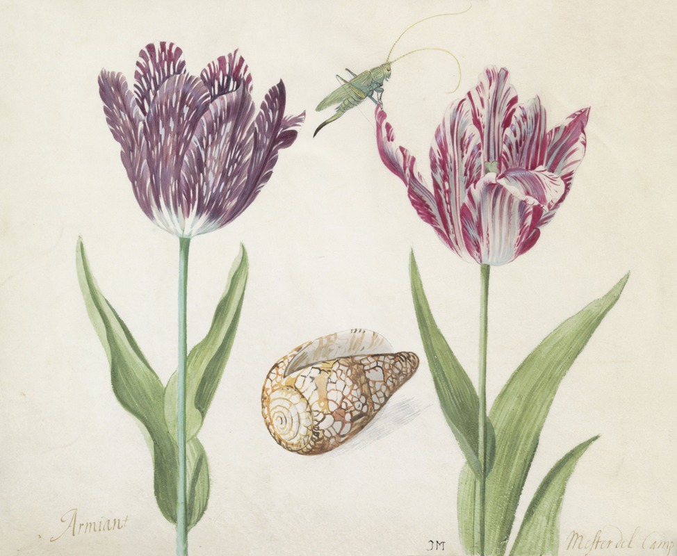 Twee tulpen met schelp en sprinkhaan — Jacob Marrel