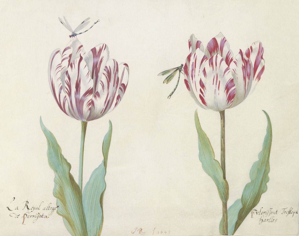 Twee tulpen met twee libellen by Якоб Маррел, 1637 — digital art print download