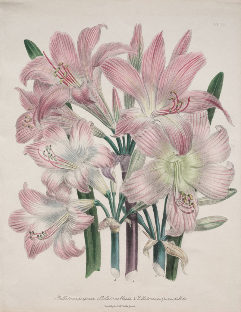 Belladonna Lily by Jane Loudon — digital art print download