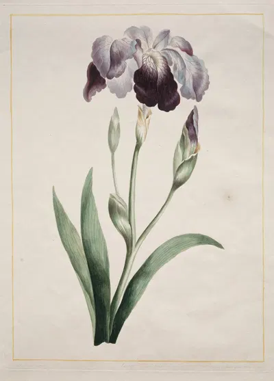 Japanese Iris (Large Blue Iris) by John Edwards, 1801 — digital art print download