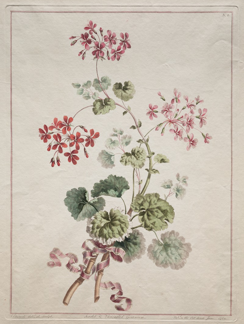 Scarlet and Variegated Geranium by John Edwards, 1801 — digital art print download
