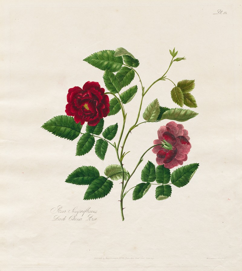Dark China Rose by Mary Lawrence, 1799 — digital art print download