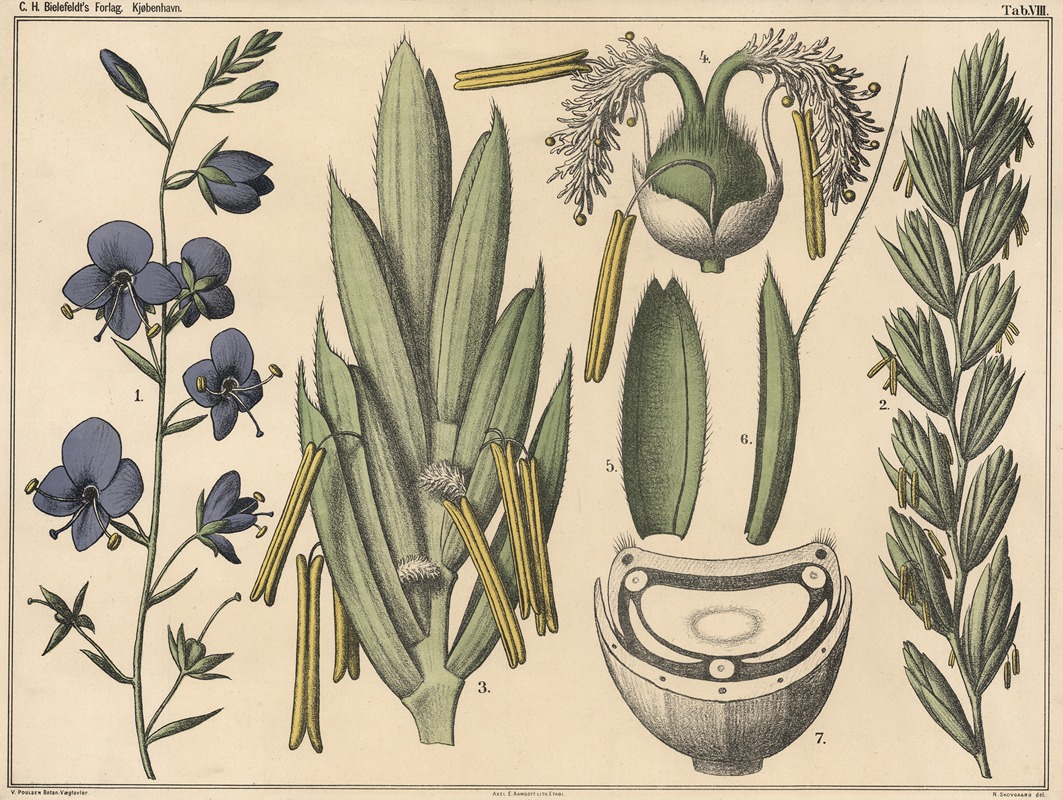 Racemes and ears. by Niels Skovgaard, 1879 — digital art print download