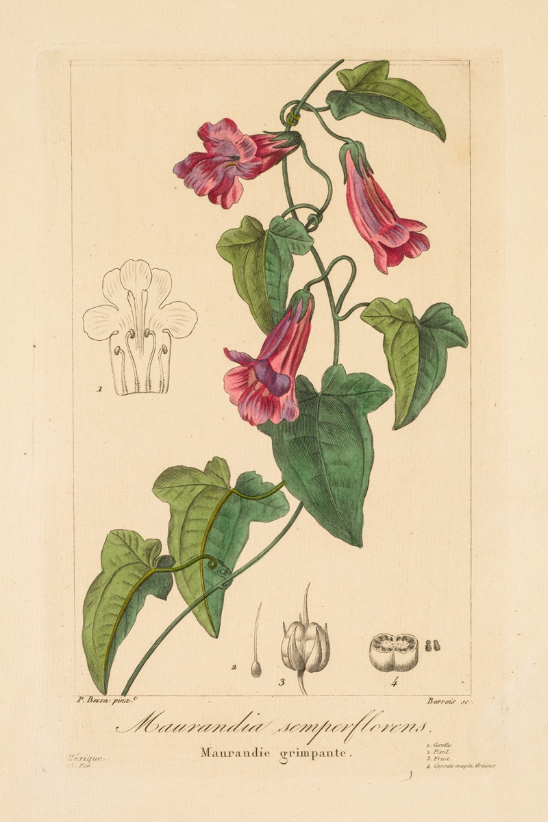 Maurandia semperflorens by Pancrace Bessa, 1836 — digital art print download