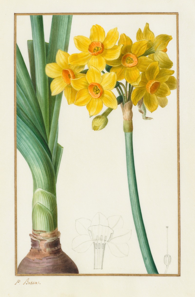 Narcissus tazetta by Pancrace Bessa, 1836 — digital art print download