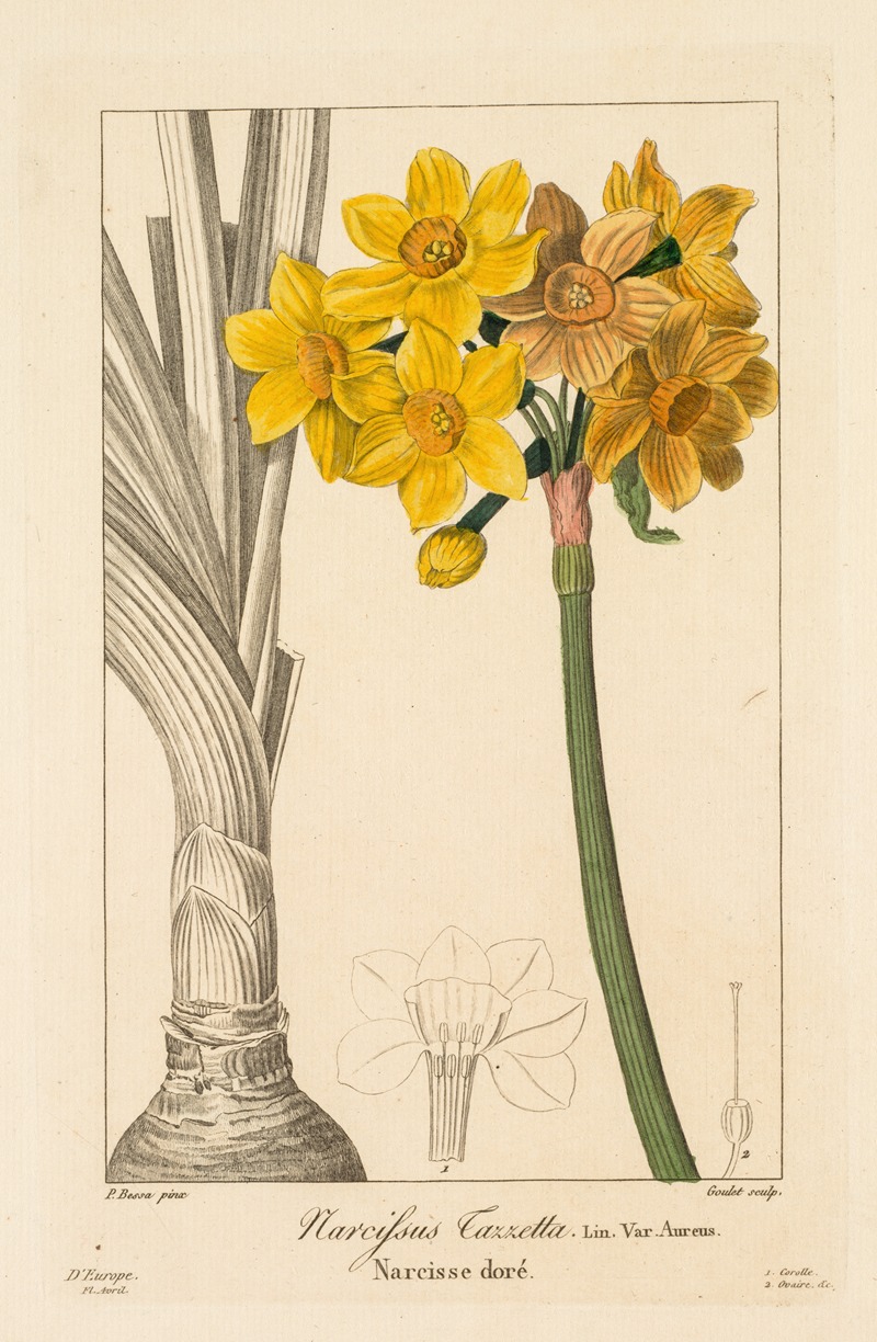 Polyanthus or Cluster Narcissus by Pancrace Bessa, 1836 — digital art print download