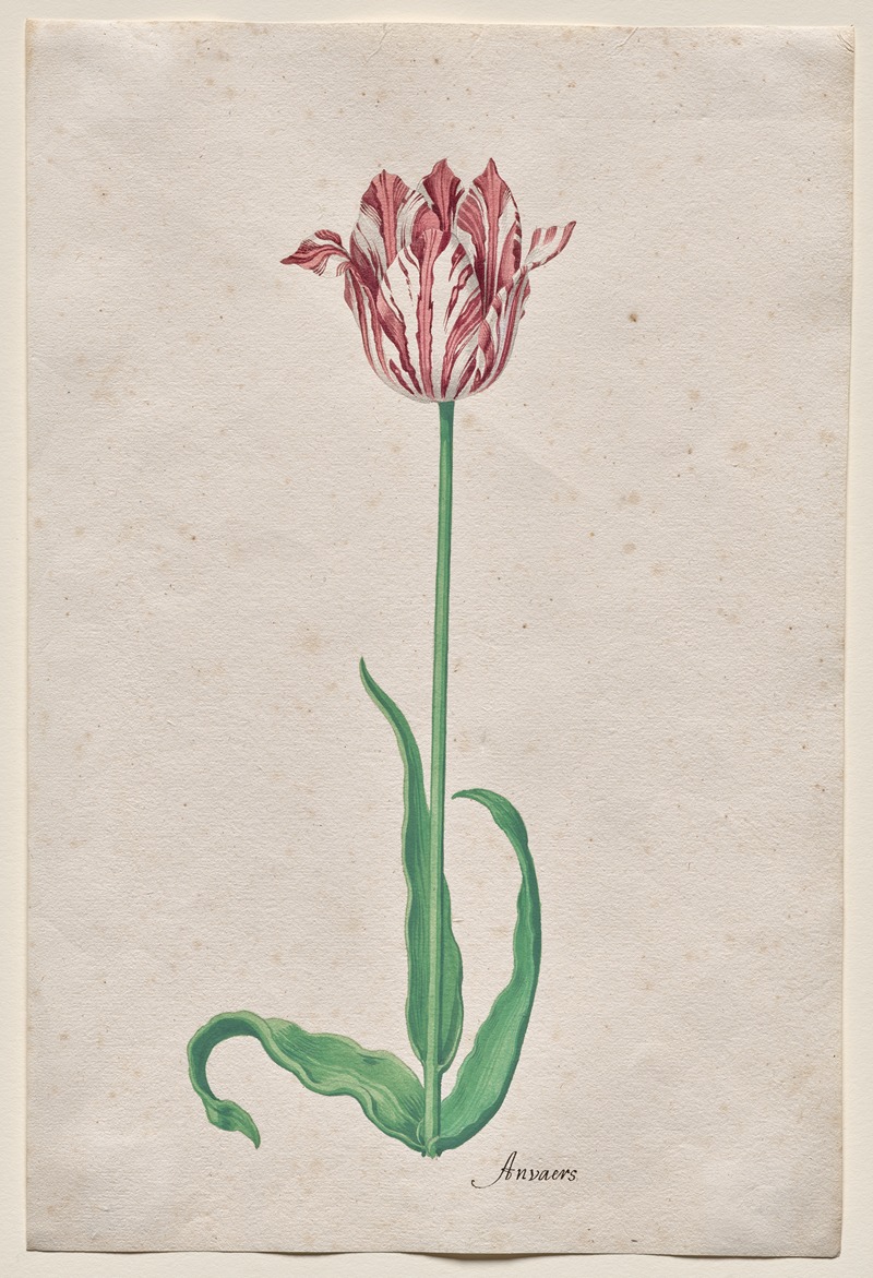Study of a Tulip (Anvaers) — Pieter Holsteyn II
