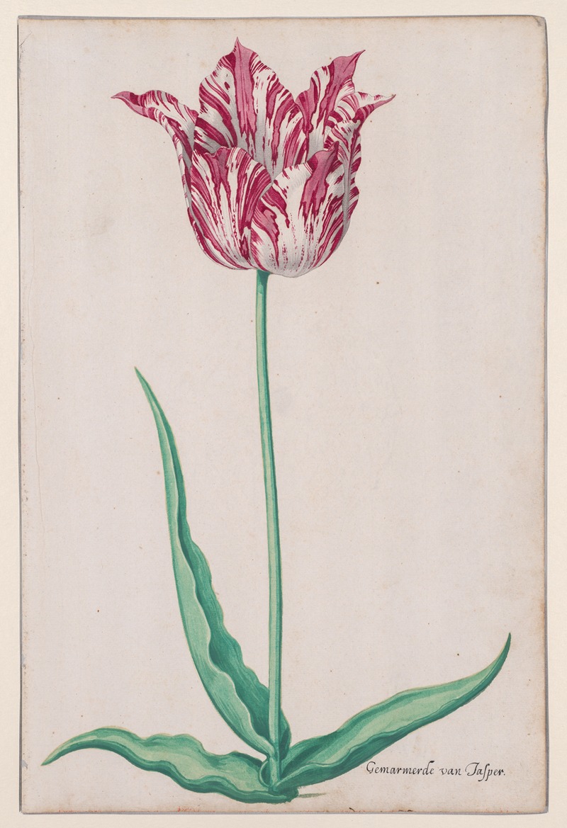 Study of a Tulip (Gemarmerde van Jasper) — Pieter Holsteyn II