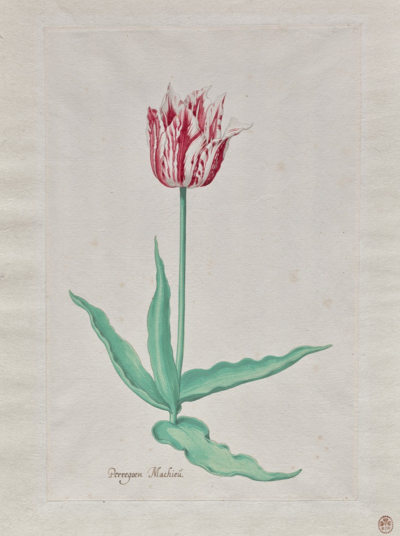 Study of a Tulip (Perregoen Machieu) — Pieter Holsteyn II