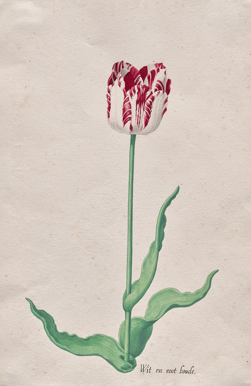 Study of a Tulip (Wit en root boode) by Pieter Holsteyn II, c. 1645 — digital art print download