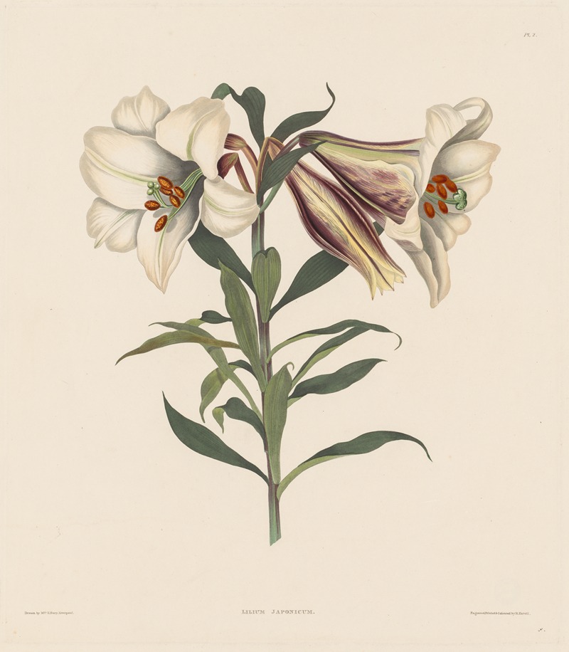 Japanese Lily by Роберт Хавелл, 1831–1832 — digital art print download