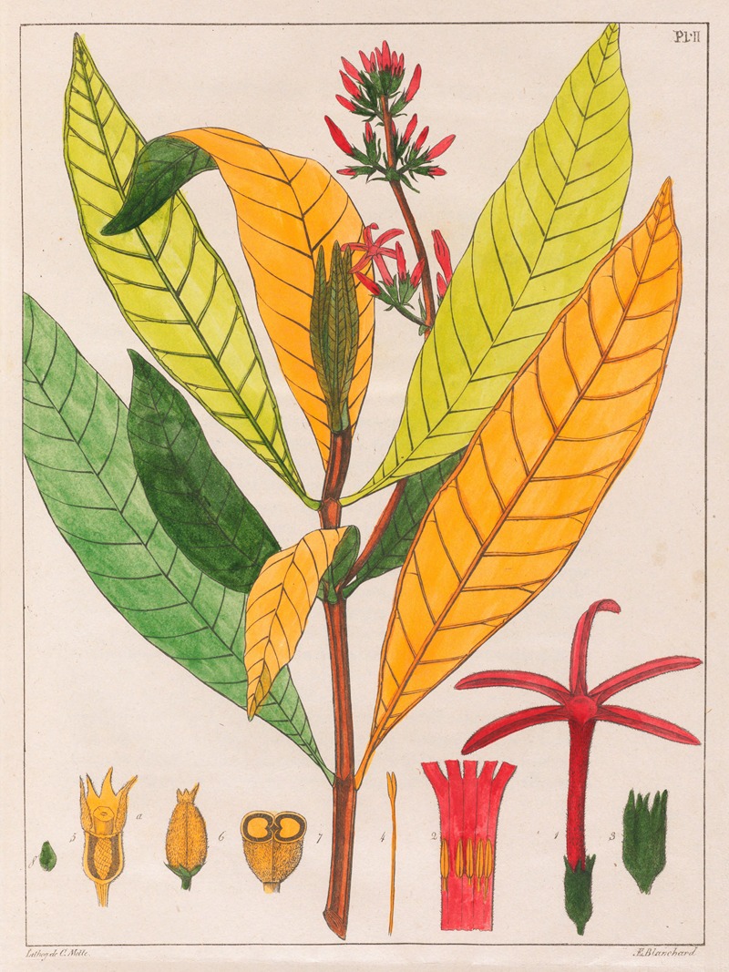Cinchona Ferruginea by Auguste de Saint-Hilaire, 1824-1828 — digital art print download
