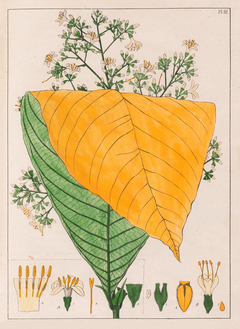 B. Exostema Australe A. Exostema Cuspidatum by Auguste de Saint-Hilaire, 1824-1828 — digital art print download