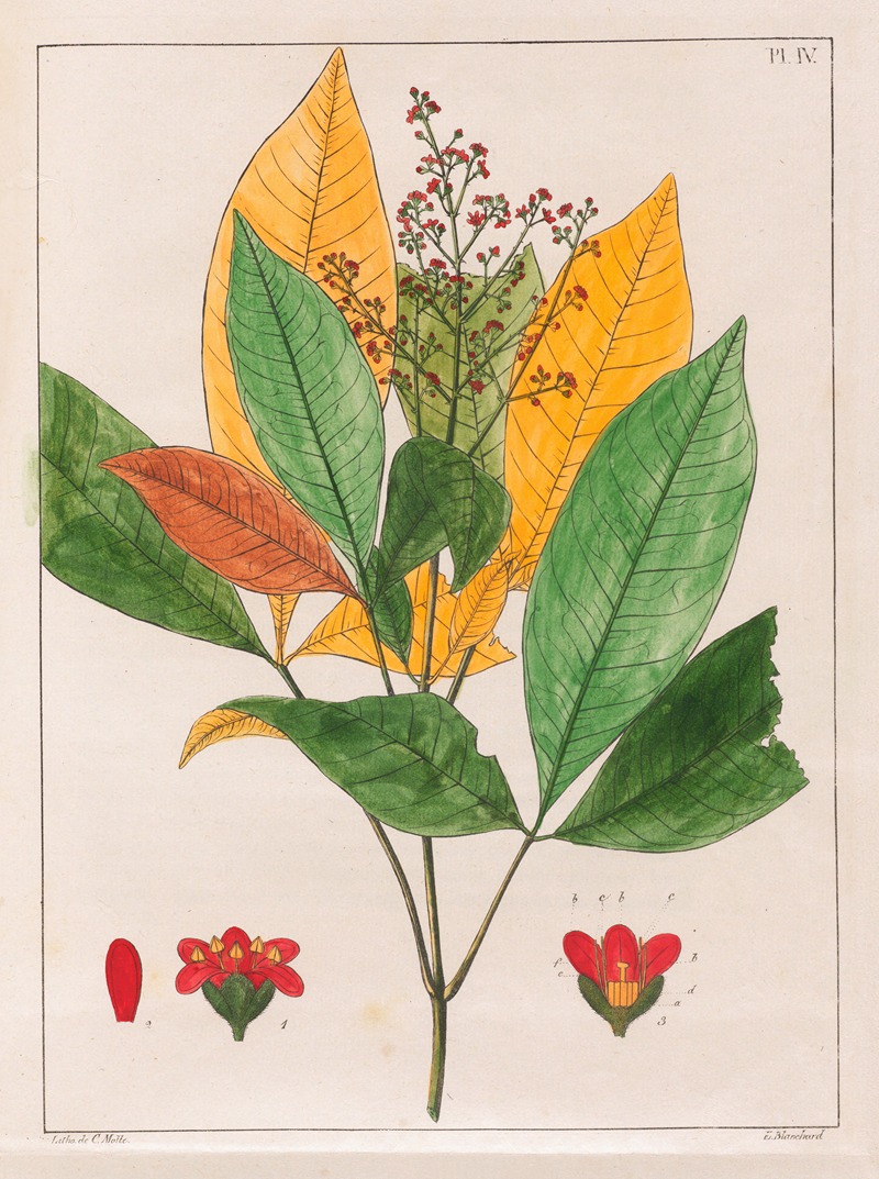 Evodia Febrifuga by Auguste de Saint-Hilaire, 1824-1828 — digital art print download