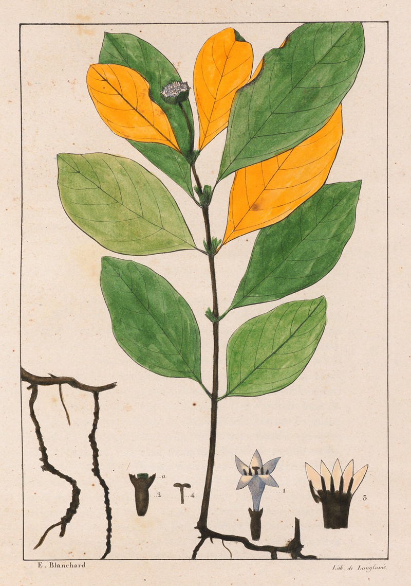 Cepaelis Ipecacunha by Auguste de Saint-Hilaire, 1824-1828 — digital art print download