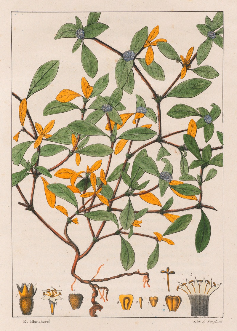 Richardsonia Scabra by Auguste de Saint-Hilaire, 1824-1828 — digital art print download