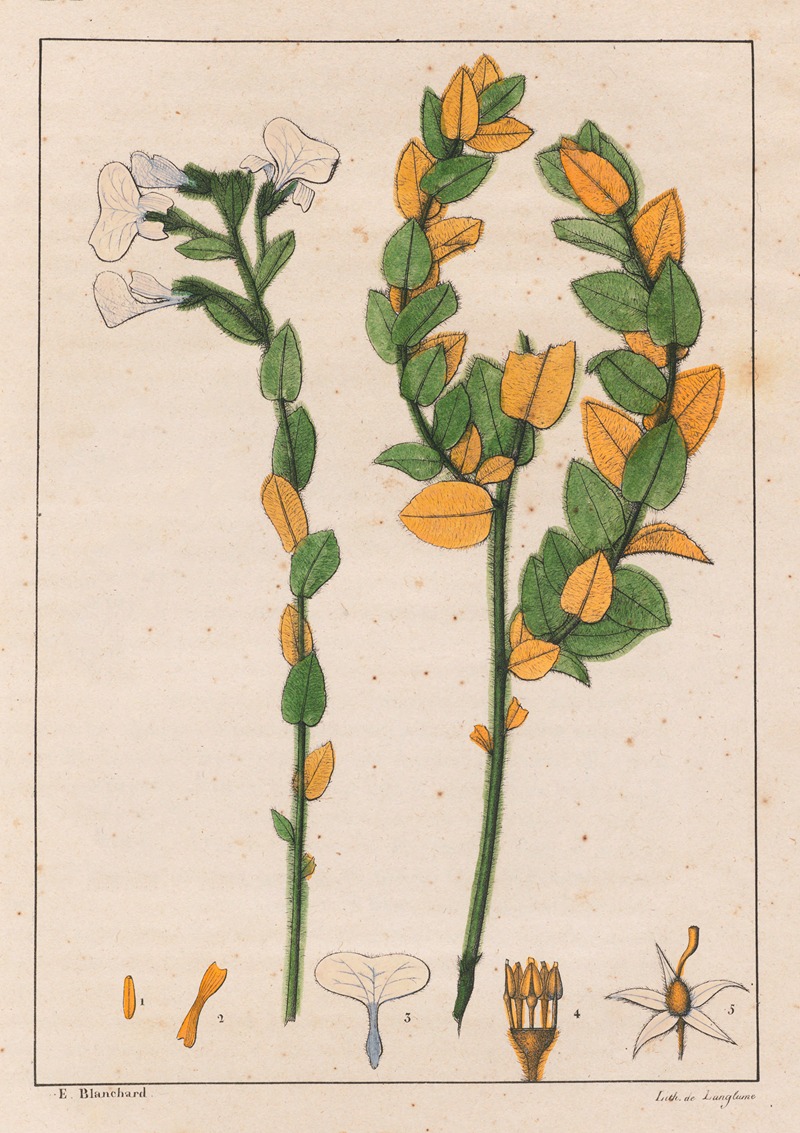 Ionidium poaya by Auguste de Saint-Hilaire, 1824-1828 — digital art print download