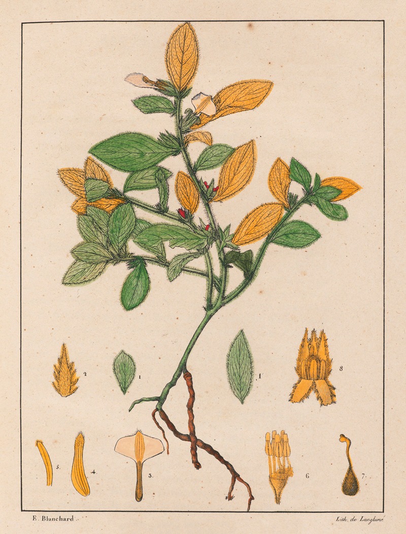 Ionidium Ipecacuanha by Auguste de Saint-Hilaire, 1824-1828 — digital art print download