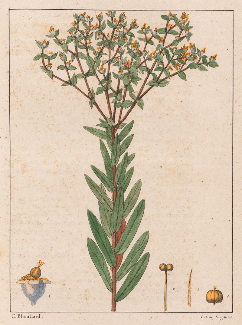 Euphorbia Papillosa — Auguste de Saint-Hilaire