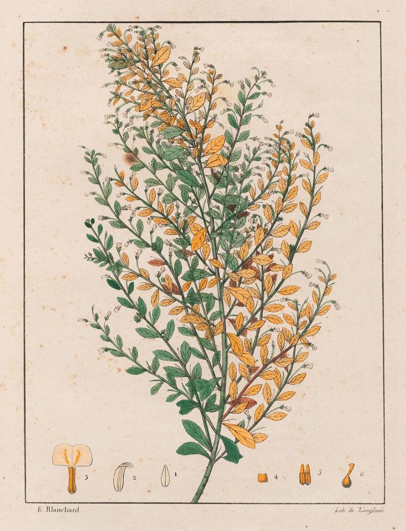 Ionidium Parviflorum by Auguste de Saint-Hilaire, 1824-1828 — digital art print download