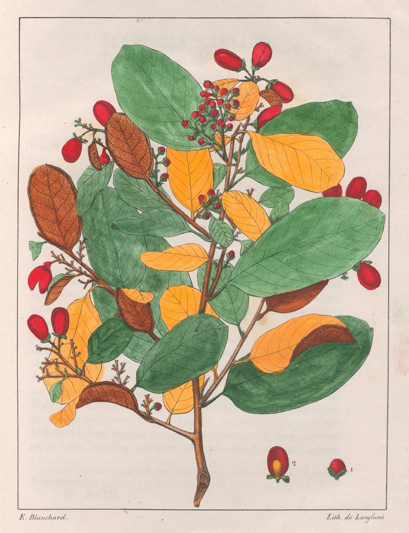 Davilla Elliptica by Auguste de Saint-Hilaire, 1824-1828 — digital art print download