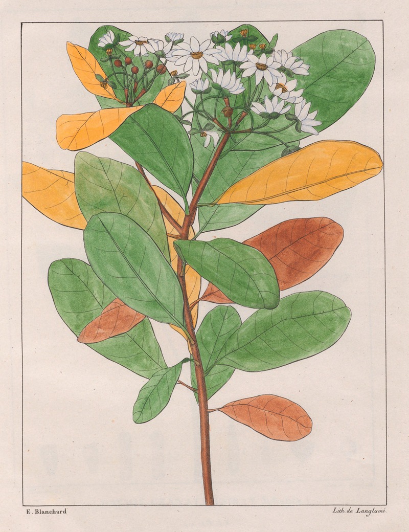 Drymys Granatensis (V. Campestris) by Auguste de Saint-Hilaire, 1824-1828 — digital art print download