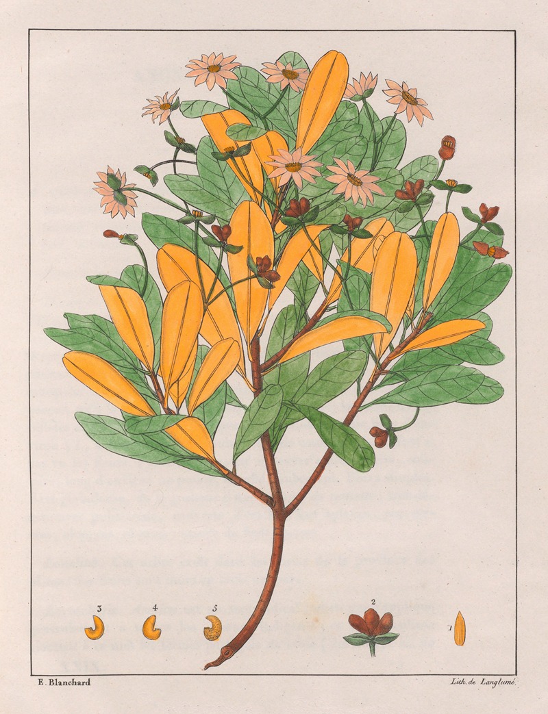Drymys Granatensis (V. Montana) — Auguste de Saint-Hilaire