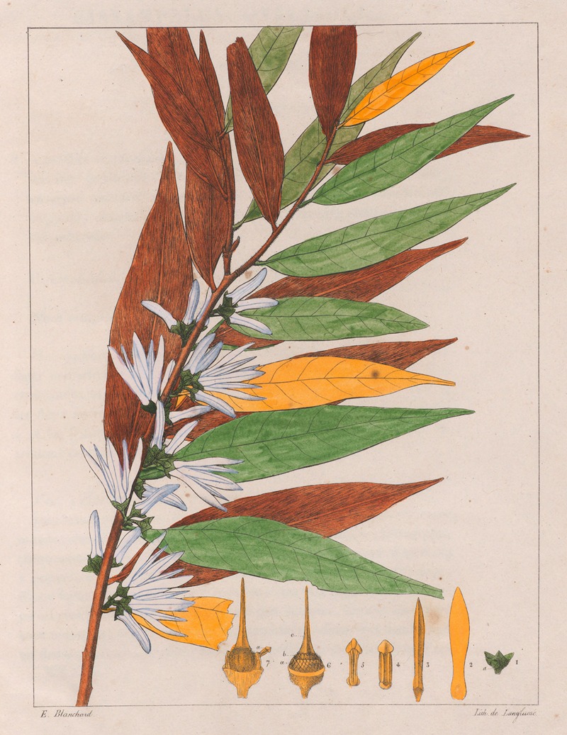 Xylopia Sericea by Auguste de Saint-Hilaire, 1824-1828 — digital art print download