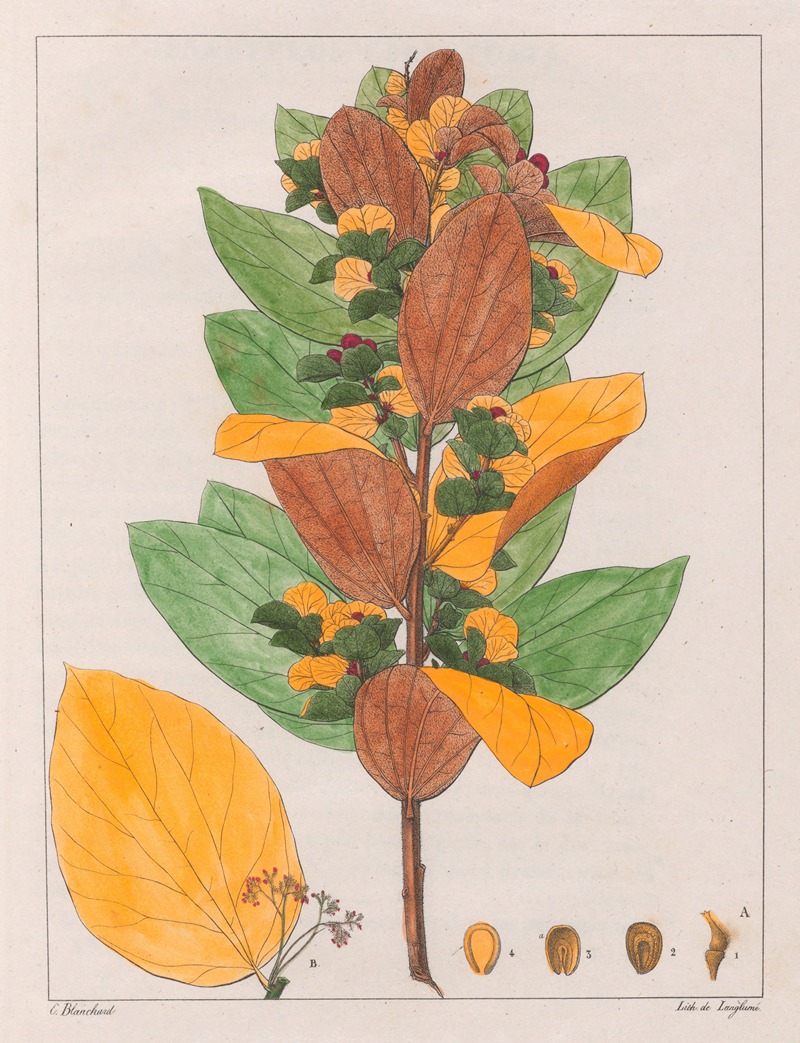 Cissampelos Ovalifolia by Auguste de Saint-Hilaire, 1824-1828 — digital art print download