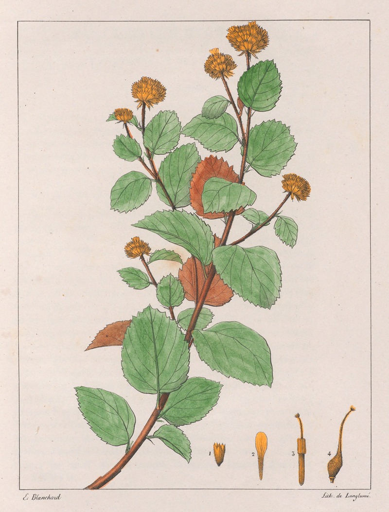 Waltheria Douradinha by Auguste de Saint-Hilaire, 1824-1828 — digital art print download