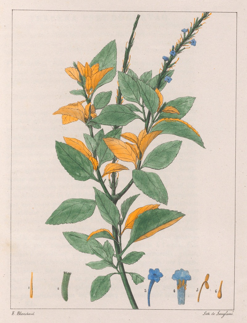 Verbena Jamaïcensis by Auguste de Saint-Hilaire, 1824-1828 — digital art print download