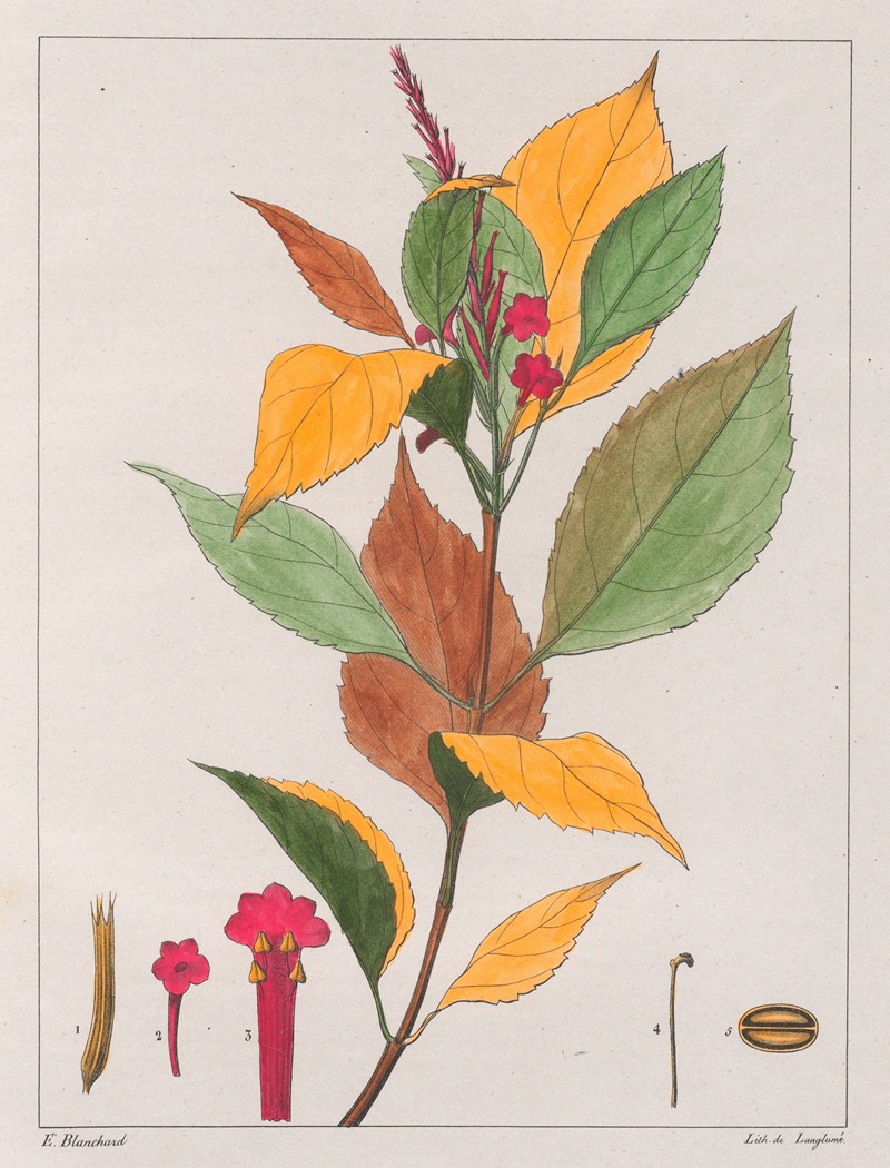 Verbena Pseudogervao by Auguste de Saint-Hilaire, 1824-1828 — digital art print download