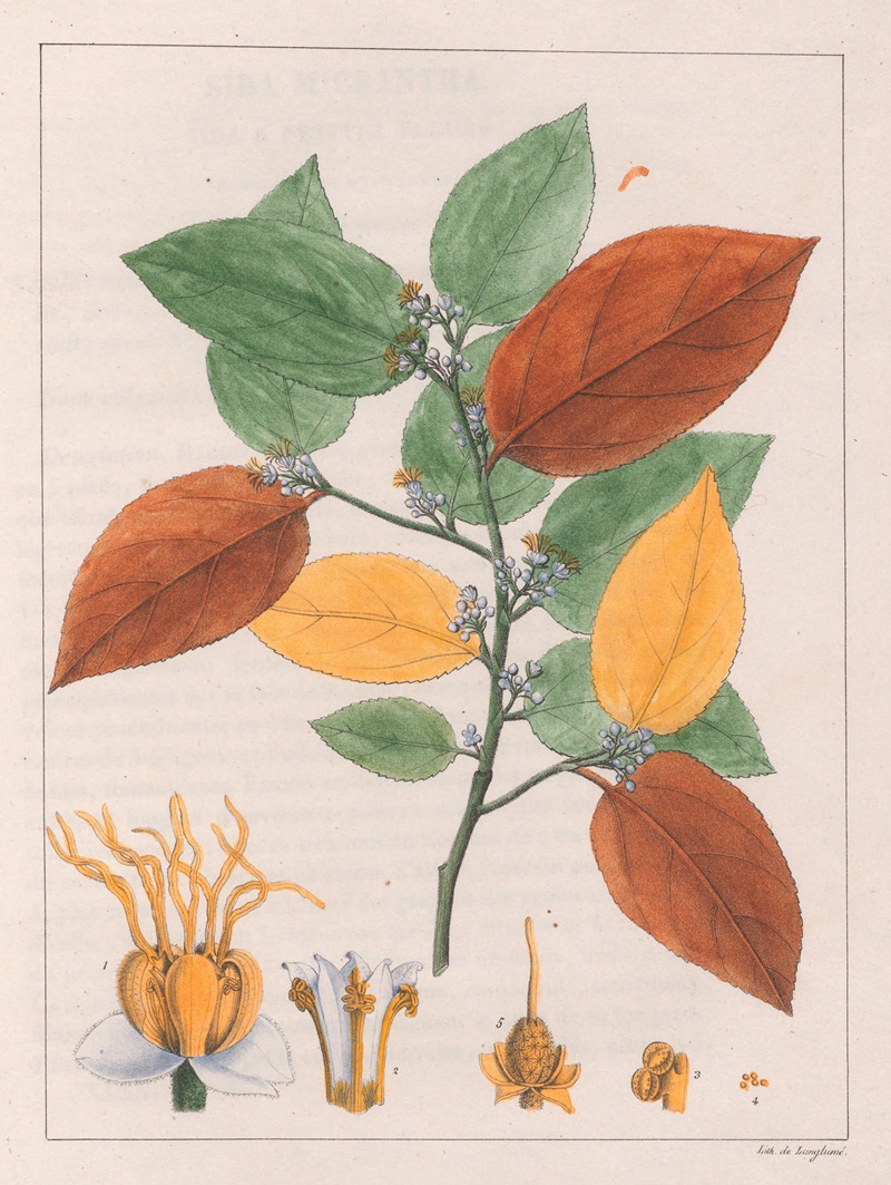 Guazuma Ulmifolia Varietas by Auguste de Saint-Hilaire, 1824-1828 — digital art print download