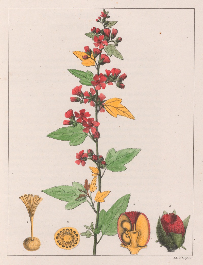 Sphoeralcea Cisplatina (V.A.) by Auguste de Saint-Hilaire, 1824-1828 — digital art print download