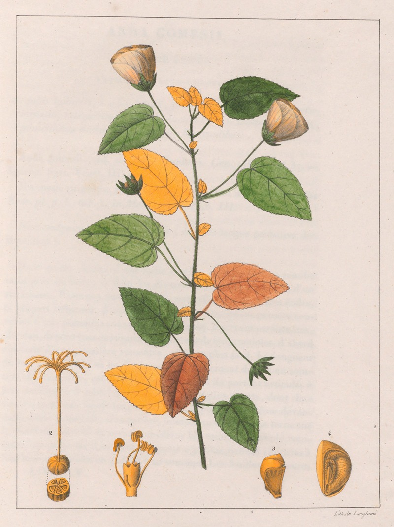 Pavonia Diuretica by Auguste de Saint-Hilaire, 1824-1828 — digital art print download