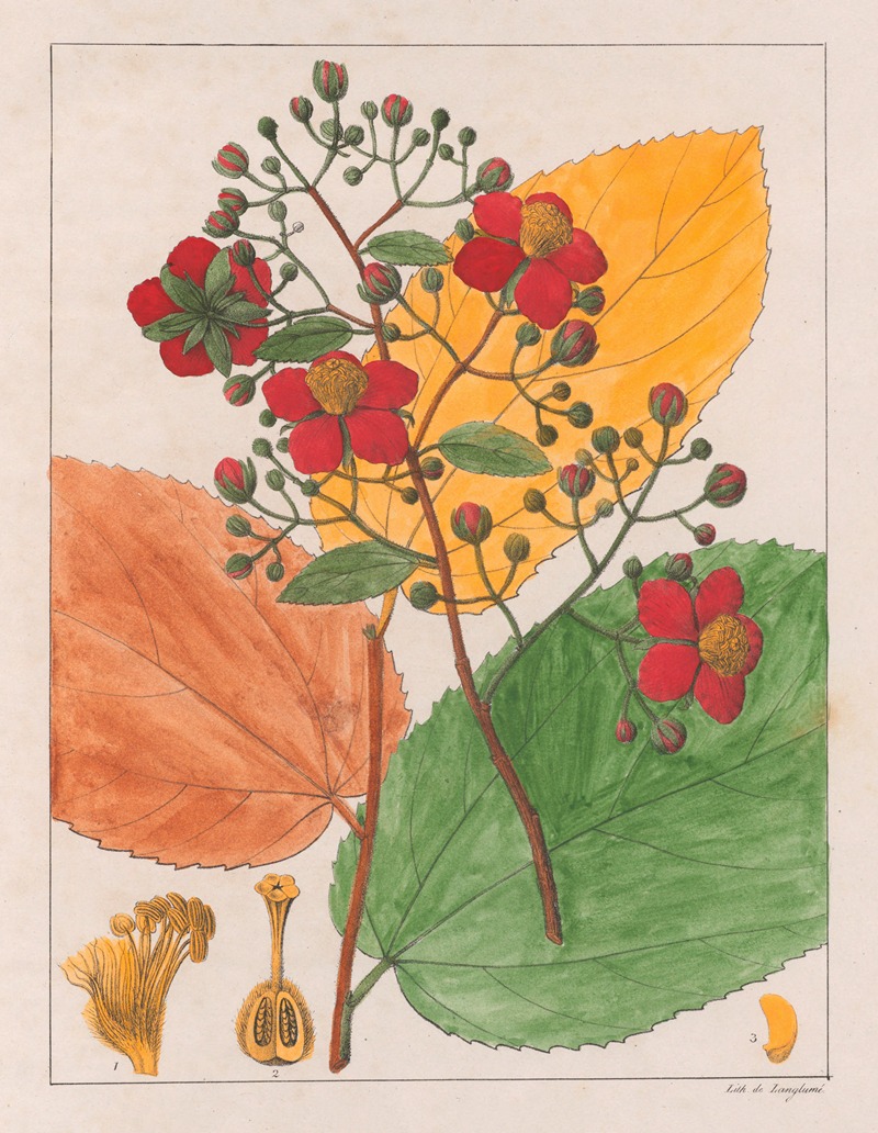 Luhea Paniculata by Auguste de Saint-Hilaire, 1824-1828 — digital art print download
