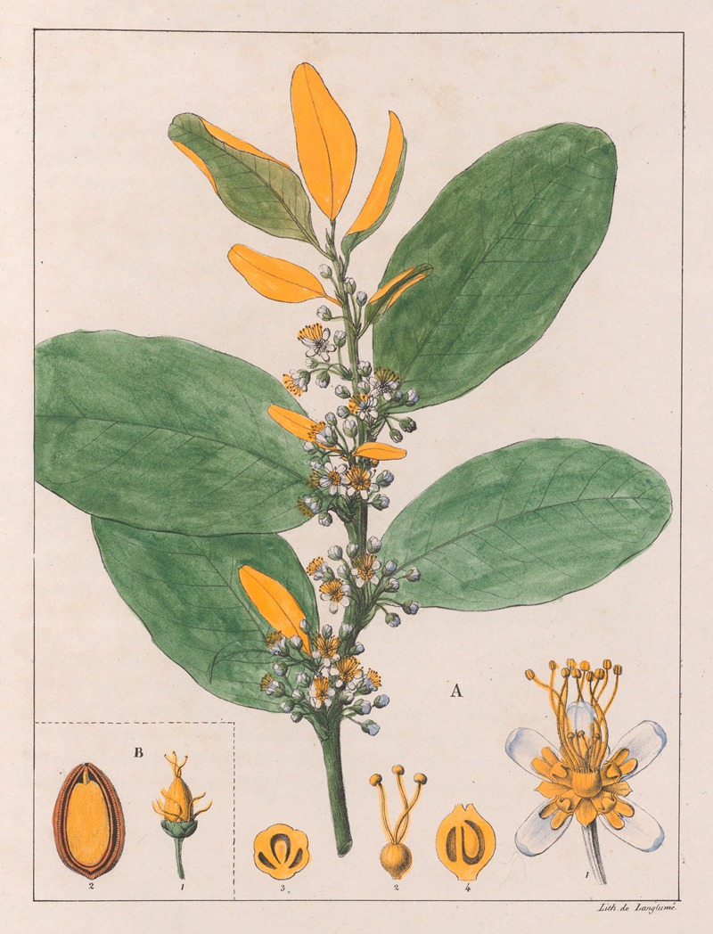 A. Erythroxylum Suberosum. B. Erythroxylum Deciduum by Auguste de Saint-Hilaire, 1824-1828 — digital art print download