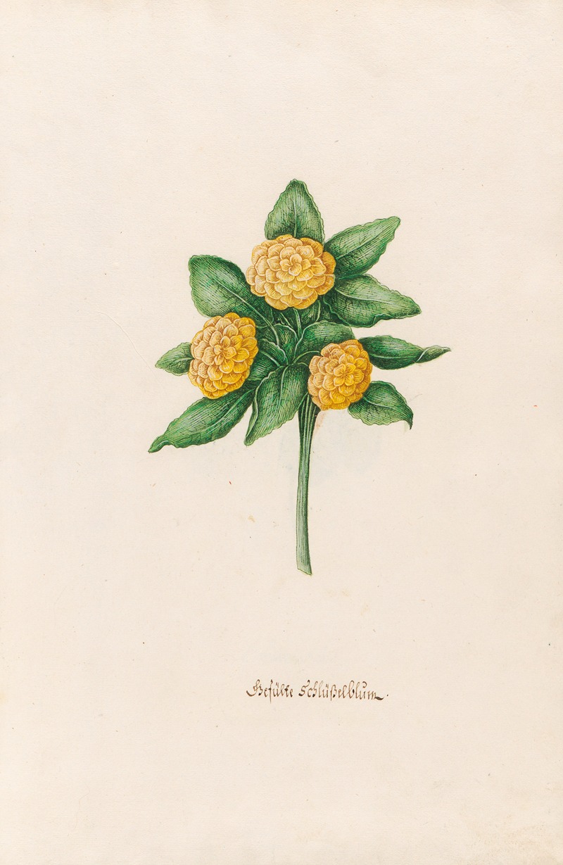 Gefüste Schlüsselblüm by Magdelena Rosina Funck, 1692 — digital art print download