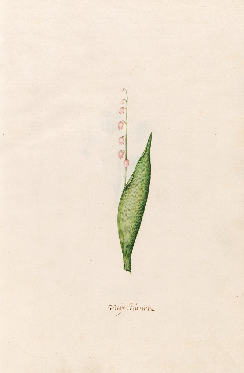 Maÿen Blümlein by Magdelena Rosina Funck, 1692 — digital art print download