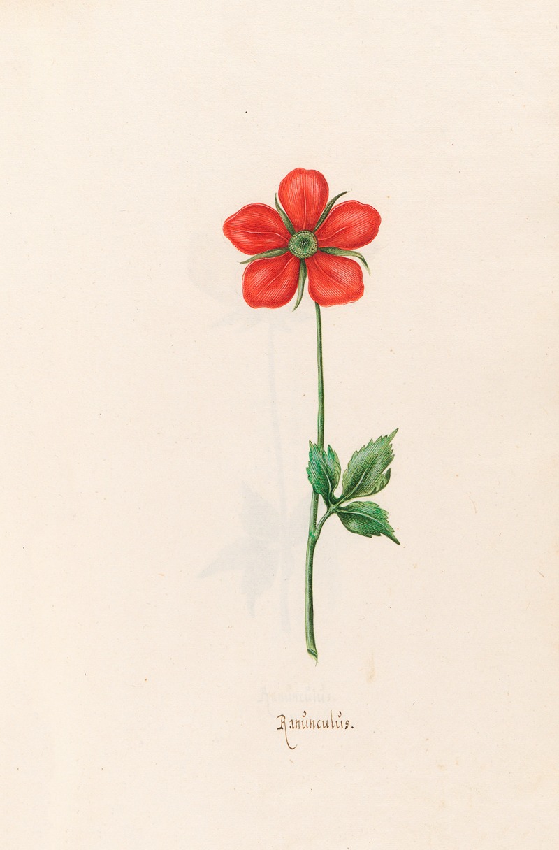 Ranünculüs by Magdelena Rosina Funck, 1692 — digital art print download