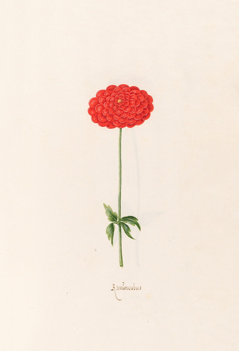 Ranünculüs by Magdelena Rosina Funck, 1692 — digital art print download